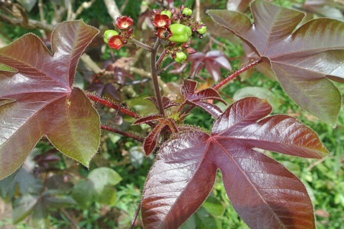 planta Tua Tua