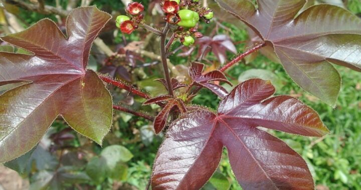 Planta Tua Tua: Propiedades, Receta y 10 propiedades Inesperados para la Salud