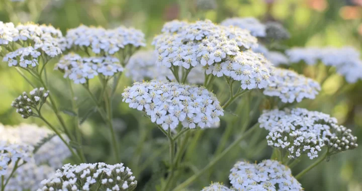 Descubre los propiedades de Yarrow, una Planta Medicinal Increíble: Usos y Receta