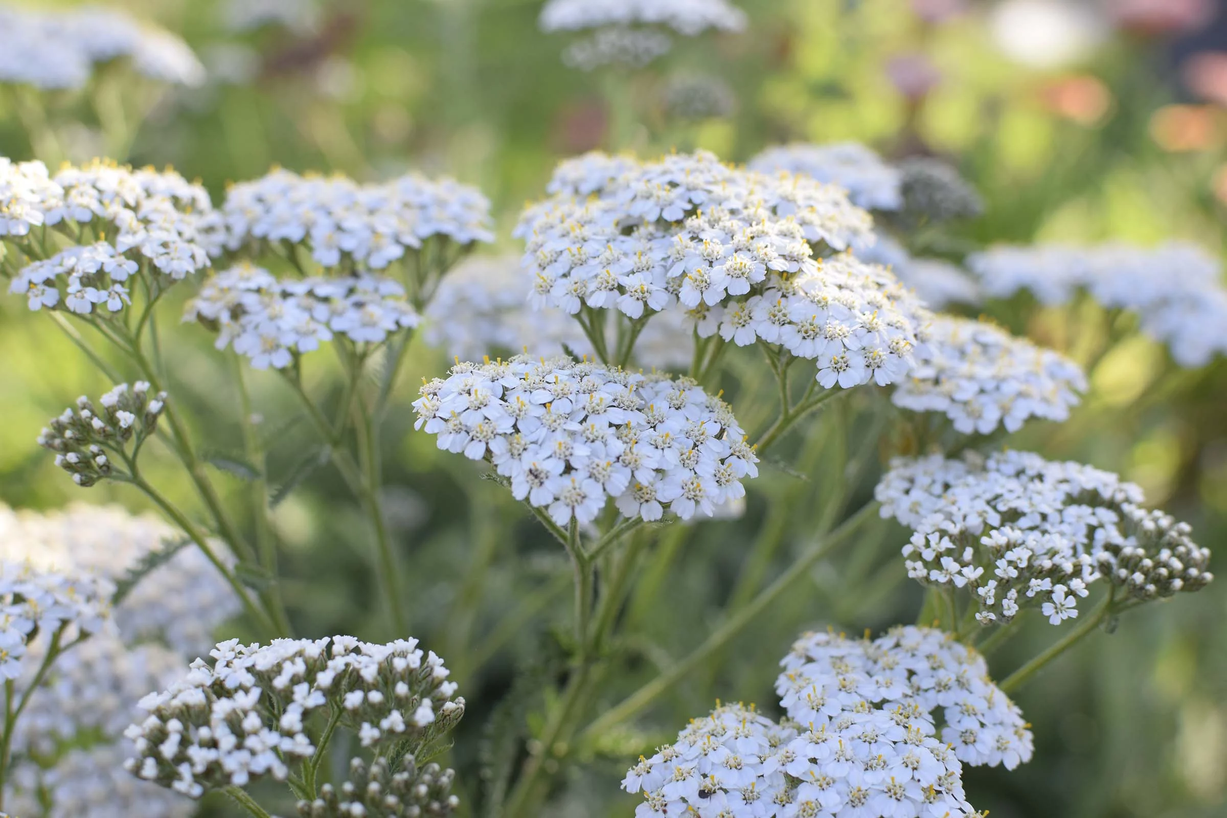 Yarrow