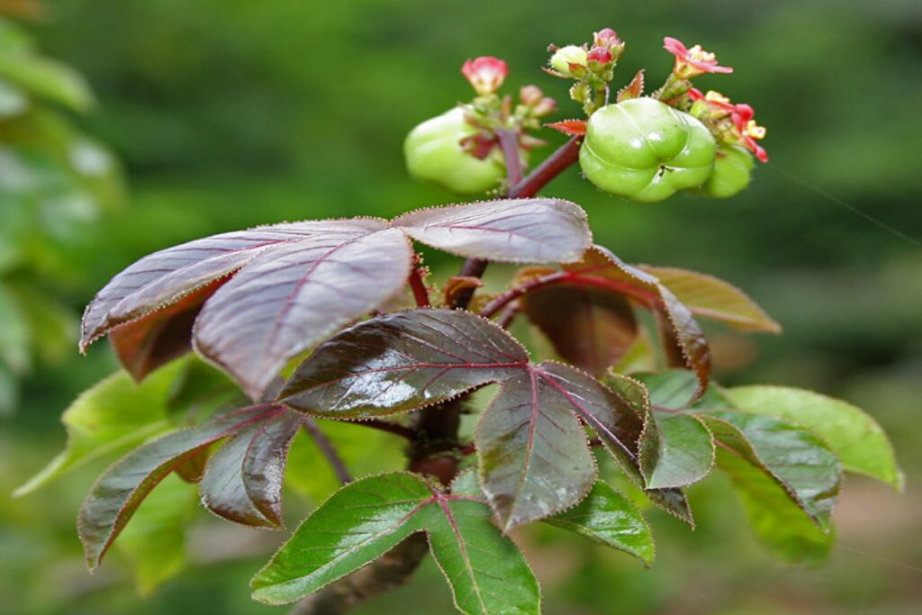 planta Tua Tua