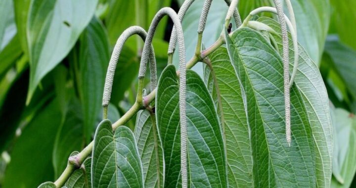 Guayuyo: La Planta Milagrosa para Infecciones Urinarias y Otros Problemas de Salud