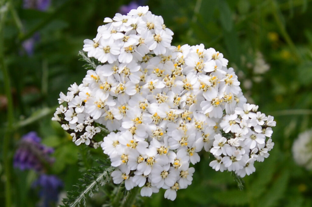 Yarrow