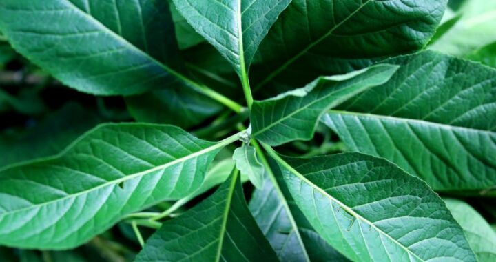 Vernonia amygdalina o Hoja Amarga: Usos, propiedades y Precauciones Importantes