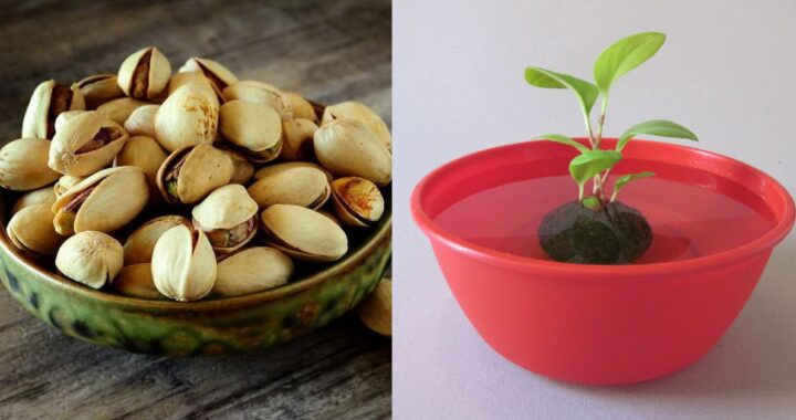 Guía Completa: Cómo Cultivar Pistachos en Casa Paso a Paso
