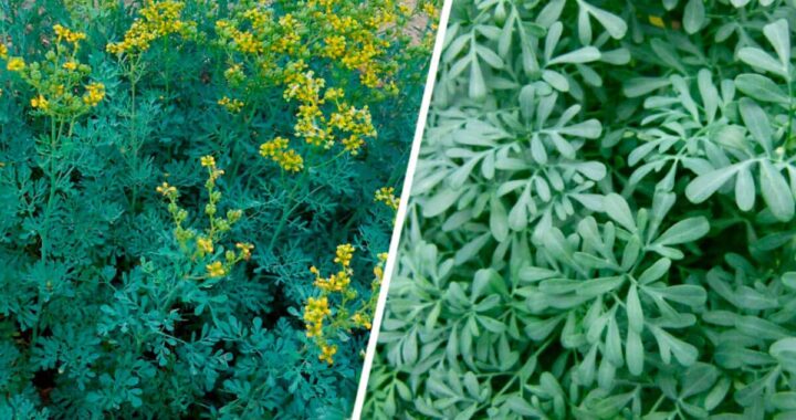 Cómo Cultivar Ruda sin Que se Seque: Recetas, propiedades y Consejos Esenciales