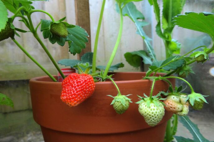 cultivar fresas