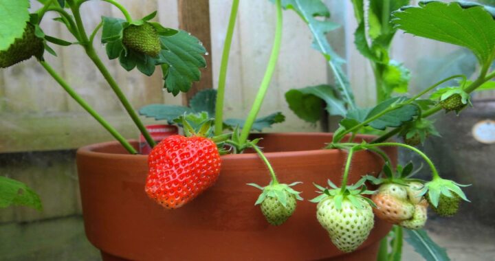 Guía Completa para Cultivar Fresas en Casa: Consejos y Pasos Esenciales
