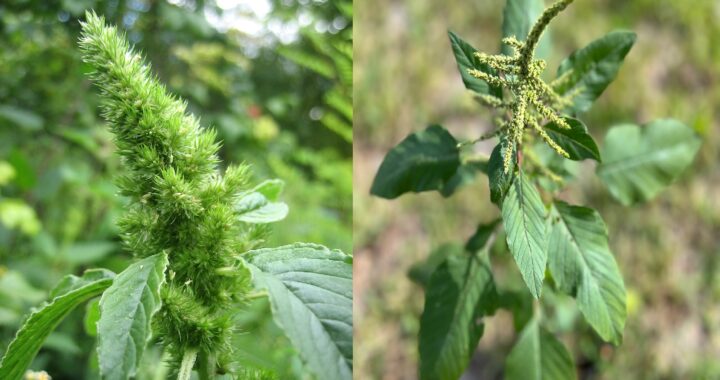 "El Poder Curativo del Bledo: Descubre sus Beneficios y Usos para la Salud"