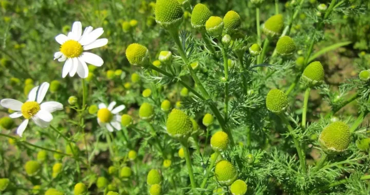 Matricaria Discoidea: propiedades, Usos Terapéuticos y Precauciones para tu Salud