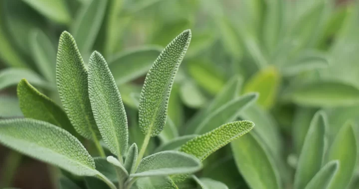 Salvia: Propiedades, Usos tradicionales y recetas caseras