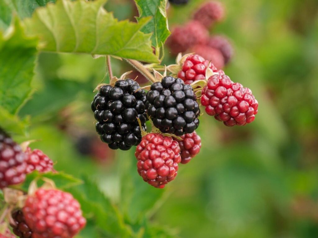 moras