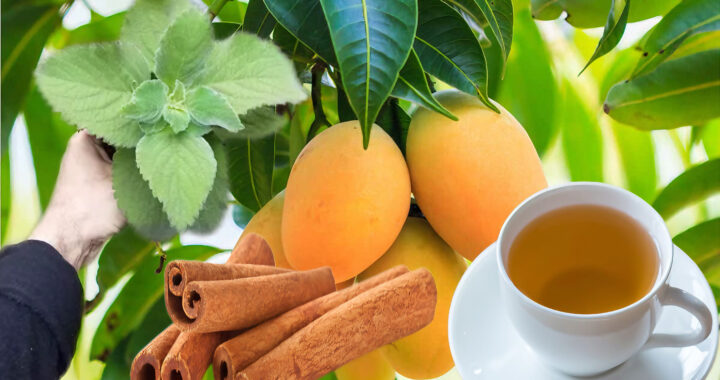 Mezcla de Hoja de Mango, Canela y Orégano Orejón: Una preparacion tradicional