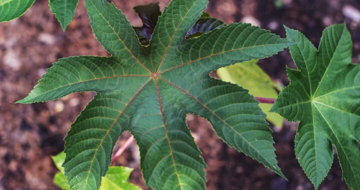 Remedios con hojas de ricino: 3 recetas efectivas y sus propiedades