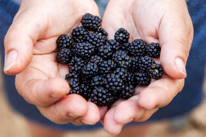moras