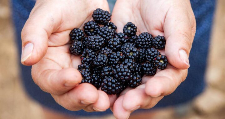 Usos y propiedades de las moras: Un alimento tradicional